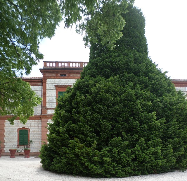 Topiary in front of the Villa Vetta Marina